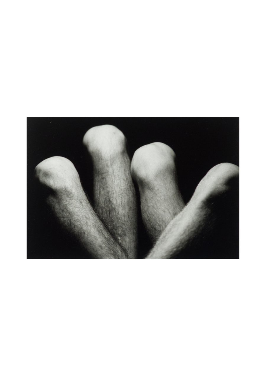 Dino Pedriali - Tulips