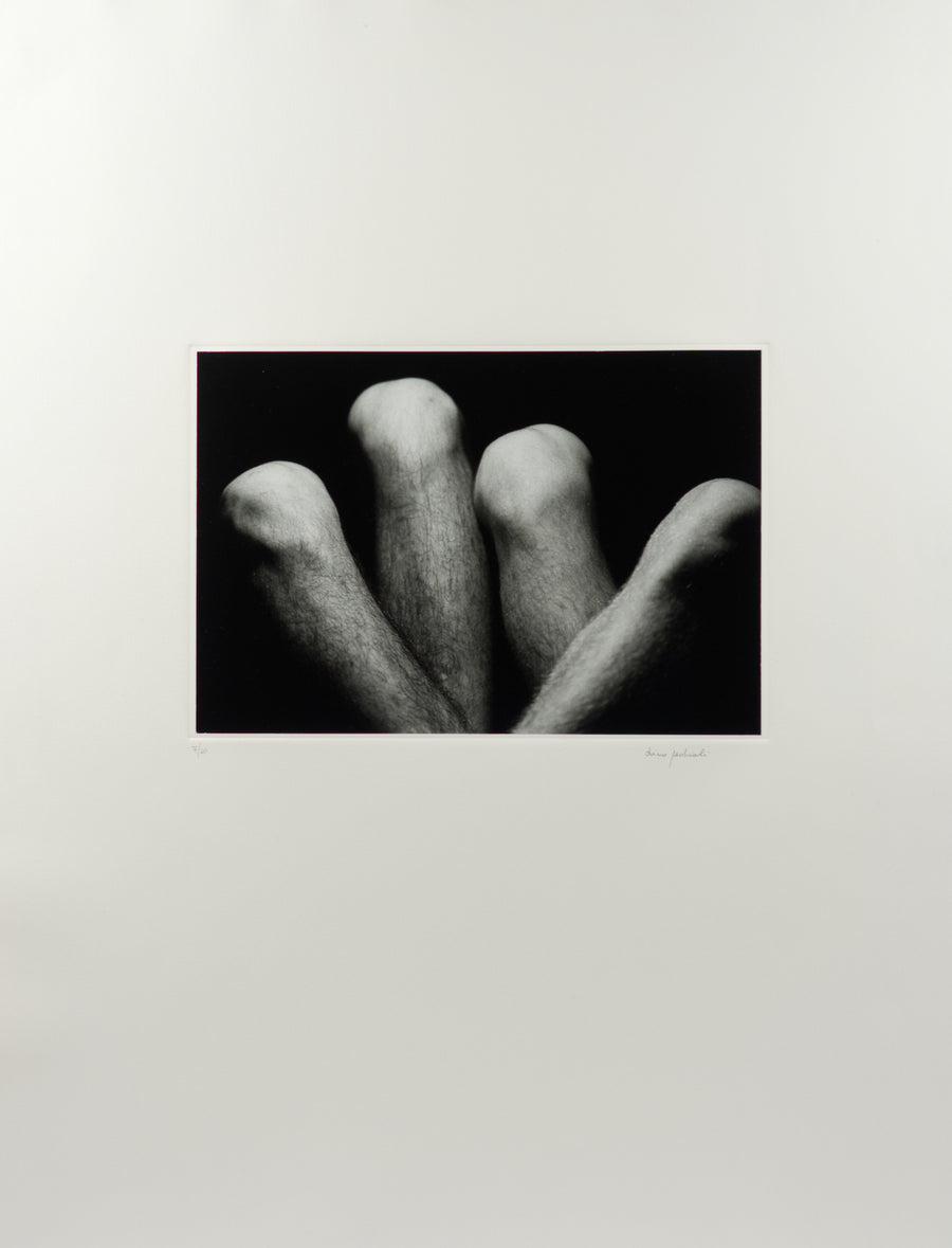 Dino Pedriali - Tulips